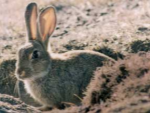 rabbit pest-519